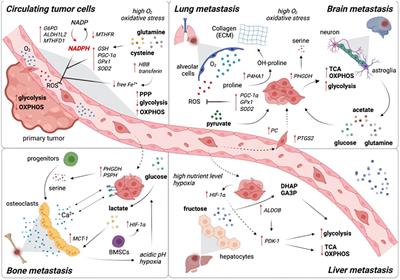 Tumor cell metabolic reprogramming and hypoxic immunosuppression: driving carcinogenesis to metastatic colonization